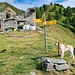 <b>All’alpeggio di Pino (1659 m), trovo cinque edifici crollati, di cui solo uno in fase di recupero. Mi accoglie Yuna, un cane legato a una palina segnaletica, mentre i padroni lavorano al rustico in ristrutturazione. </b>