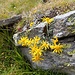 Senecio