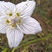 Blume am Wegesrand