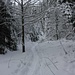 Genügend Schnee, auch im Wald