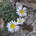 Auch Hallers Wucherblumen fühlen sich auf dem Gratabschnitt zwischen P. 3828 und der Lücke ca. 3850m heimisch