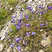 Glockenblume