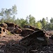 Kahlschlag, man beachte den Felsen links