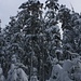 Zauberhafter Winterwald in den Nordvogesen. So viel Schnee anfangs Dezember gab es seit vielen Jahren nicht mehr!