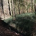 Der immergrüne Schachtelhalm bevorzugt feuchte Böden – in den Tälern der Wynigenberge gibt es davon genug.