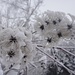 sie halten sich auch im Winter lange, die Blüten der Waldrebe, und sind mit ihren Schneehäubchen immer noch dekorativ