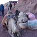 Gwundriges Kamel - hier ein bevorzugtes Fortbewegungsmittel für fettleibige Pilger