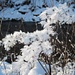 auch hier erzeugen die winterlichen Temperaturen arktische Blumenbilder