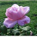 Trandafir roz la manastirea Brancoveanu