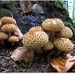 Pholiota squarrosa - Buretii solzosi 