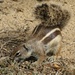 Streifenhörnchen leben in  den Salzwiesen bei Jandia