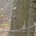 Waldbaumläufer (Tree creeper) am Eichenstamm bei einer seiner unzähligen free-solo-Besteigungen. 