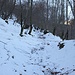 <b>Metto gli sci e risalgo il sentiero boschivo, cosparso di numerosi rametti, lungo il versante destro della Vallaccia</b>. 