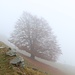 Arbre dans le brouillard au-dessus de Comologno