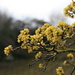 A very early yellow blooming tree – who knows which tree it is?<br /><br />As you can see below, [U Jobi] knows them all...<br />Cornelian cherry dogwood (Cornus mas, Kornelkirsche)<br /><br /><br />