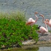 Flamingen auf Isabela