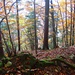 Aufstieg durch den Herbstwald