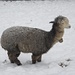 überaus drollig, die grossen Tiere (Huacaya Alpacas aus Südamerika) ...