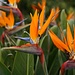 Beeindruckend: Madeiras Blumenwelt