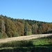 Markersbach Anbau, Herbstwald