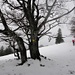 der lange Grat des Oberdörferbergs - hier mit beinahe luxuriöser Schneedecke