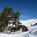 Aussicht vom Büelenberg: Baum mit Skigebiet Pischa...