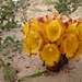 Wer kennt diese Pflanze? Vorkommen in Fuerteventura im Bereich des "Isthmos de la Pared", nur wenige Exemplare gesehen.