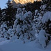 Bire im Morgenlicht