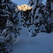 Bire im Morgenlicht