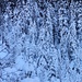 Winterzauber im Oeschiwald