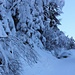 Winterzauber im Oeschiwald