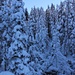 Winterzauber im Oeschiwald