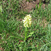 Dactylorhiza Sambucina, Orchidaceae