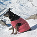 Billie in versione invernale