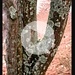 <b>Monte Generoso con immagini d'epoca dell'ex Albergo Bellavista - Ticino - Switzerland (19.11.2010).<br />Immagini della cronoscalata Mendrisio - Monte Generoso del 18.6.1980; foto di Gino Bartali, Josef Fuchs, Godi Schmutz</b>.