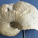 Nautiloide probabilmente Cenoceras circa 30 cm