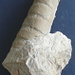 Orthoceras indunensis oltre 20 cm.