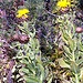 Centaurea macrocephala, Riesenflockenblume, danke an Sonja