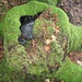 Waldstimmung I,
moosüberzogener Baumstrunk mit Eiseinschluss
