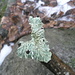 Lichene verde di Carecchio