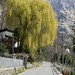 Everything is blooming here a willow tree 
