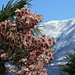 Magnolia tree blooming (Tulpen-Magnolie, Magnolia × soulangeana))