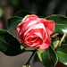 Camellia japonica, Kamelie (Cultivar)