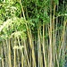 Urwald? Nein, Bambus am Ufer des Murtensees