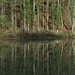 Spiegelbild 2.<br />Es gibt da ein Dilemma: <br />So ein Weiher reizt die Kinder, um irgendwelche Objekte ins Wasser zu schmeissen. Und der Papi möchte den Spiegel fotografieren. Das Resultat ist mit dem gezackten Baumstamm im Vordergrund ersichtlich.