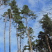 Lichter Wald bei Pkt. 691 müM., nach dem Aufstieg.