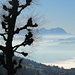 Blick auf das Nebelmeer über dem Bodensee bis zum Säntis
