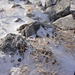 zwar im Kleinen, doch so gelungen, die Kombination aus Stein, Schnee und getrockneten Blättern und Halmen