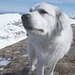 Einer von Shepherds lustigen Hunden geht immer voraus und grüsst mich auf dem Gipfel. Freue mich schon auf unsere erste gemeinsame tierische Berg- oder Schneeschuhtour.