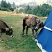 Kühe am Zelt auf dem Campingplatz in Münster,<br />damals durften die Kühe noch Hörner tragen.<br />Das Zelt blieb heil.
